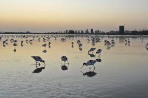A flock of recurvirostra avosettas in a wetland park