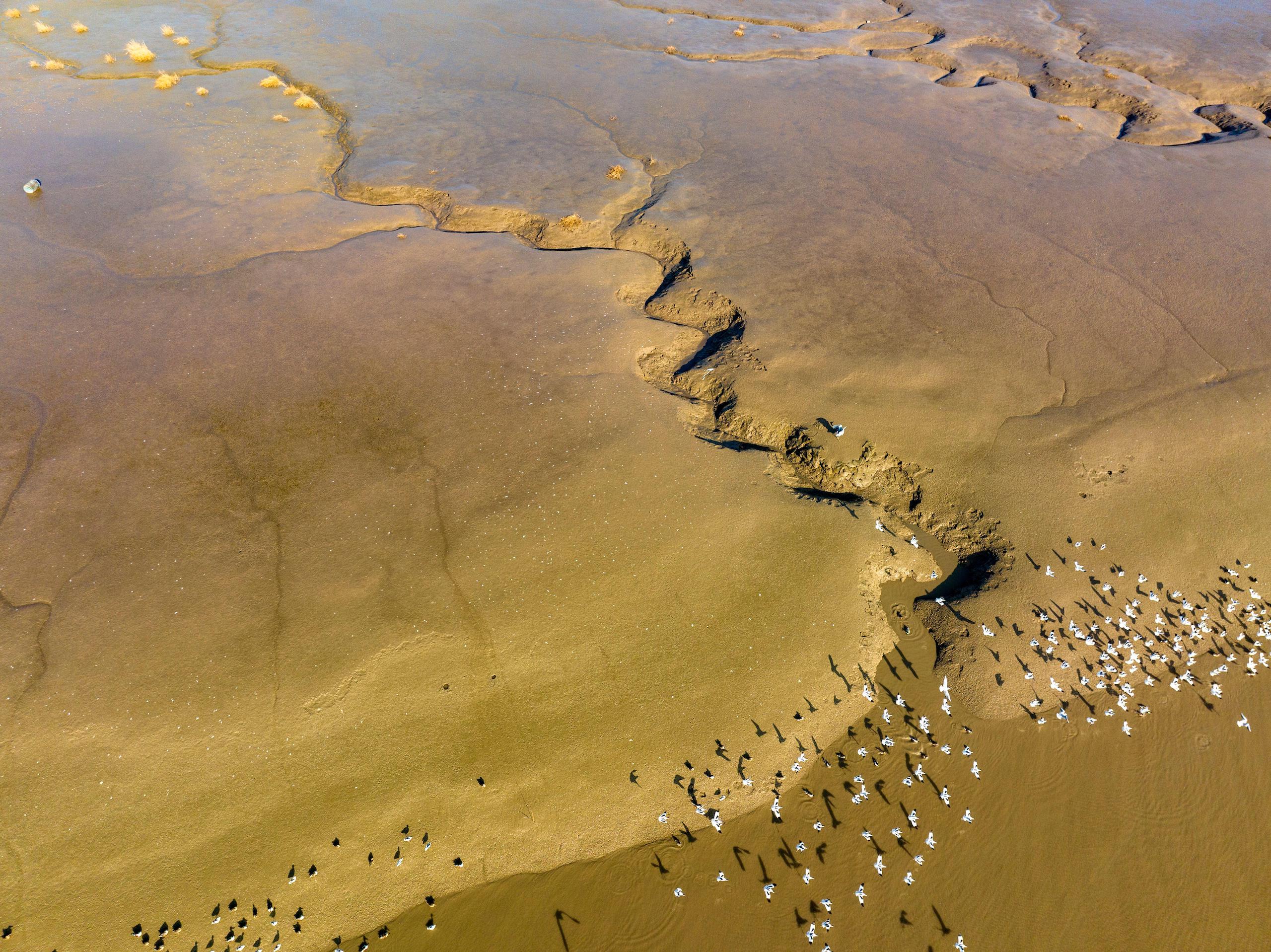 Aerial view of pied avocet flying in the wetland 