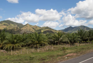 A row of oil palm trees in front of mountains and blue sky