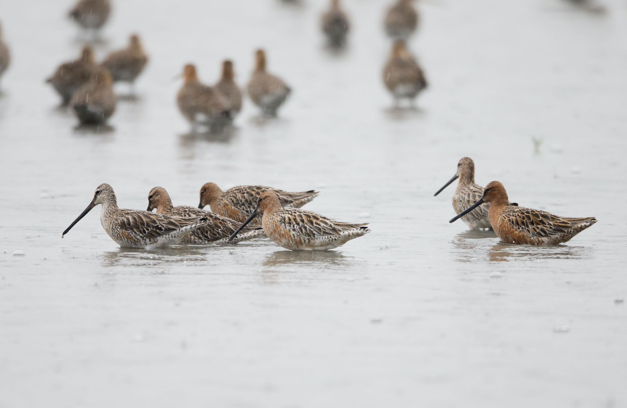 A group of Asian Dowitcher in the water