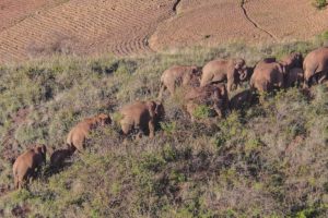 A herd of wild Asian elephants walking pass by drought fields in the background