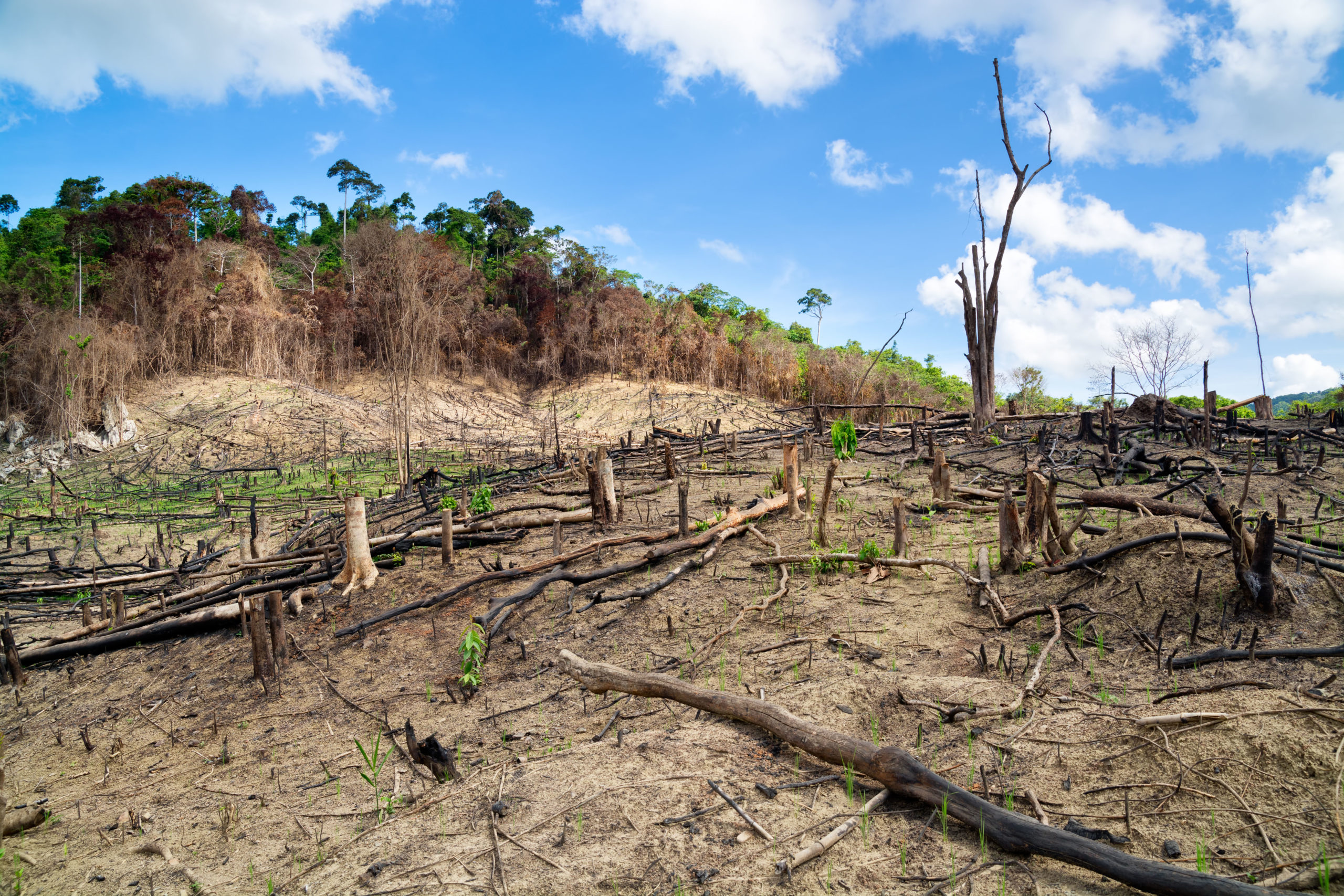Saving the world: 2023 sees  deforestation down 40% so far