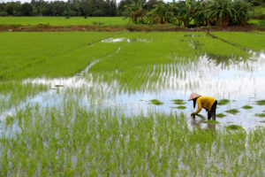farmer working in a rice field