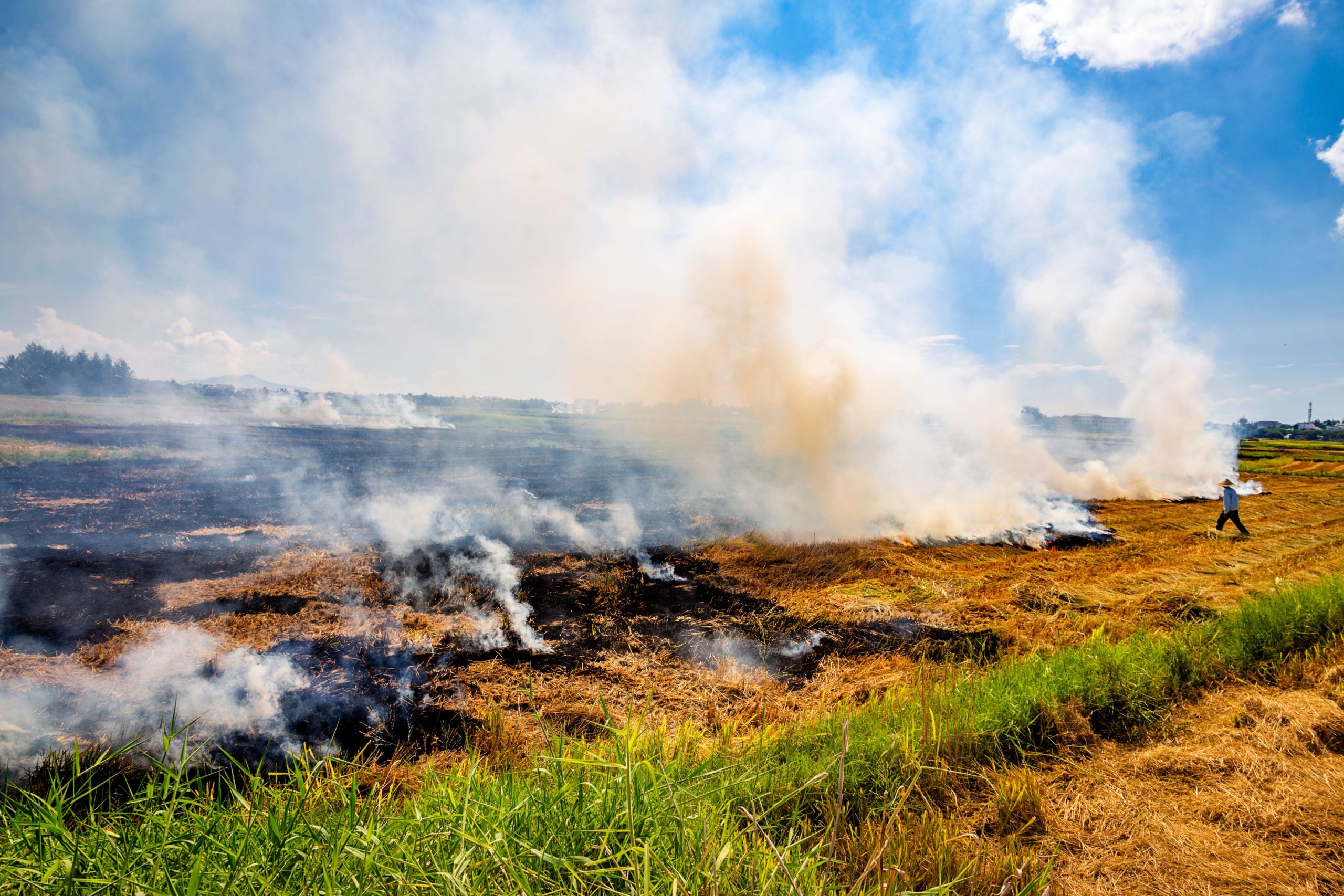 crops being burned in field