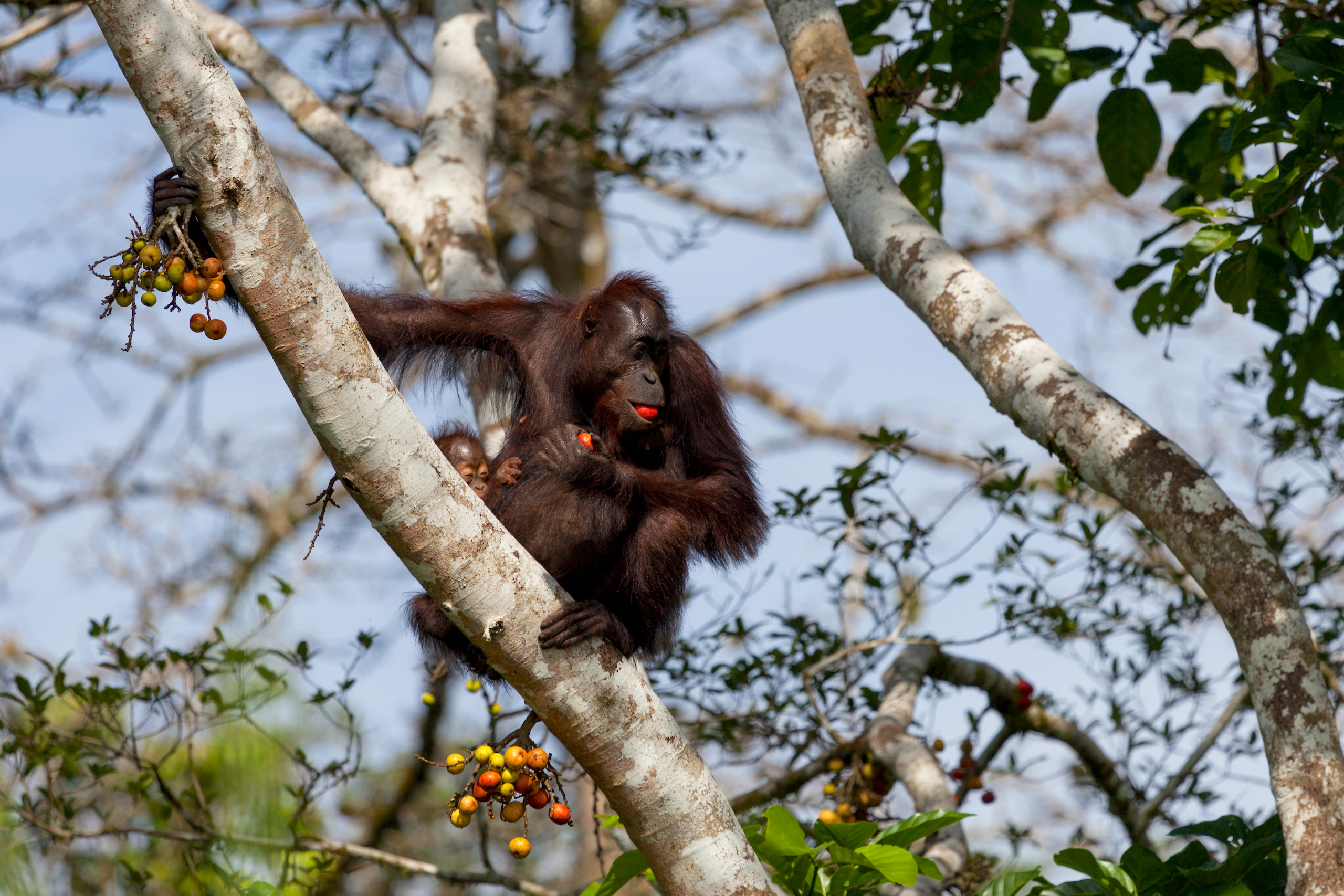 Matka i mały orangutan siedzą na drzewie i jedzą owoce