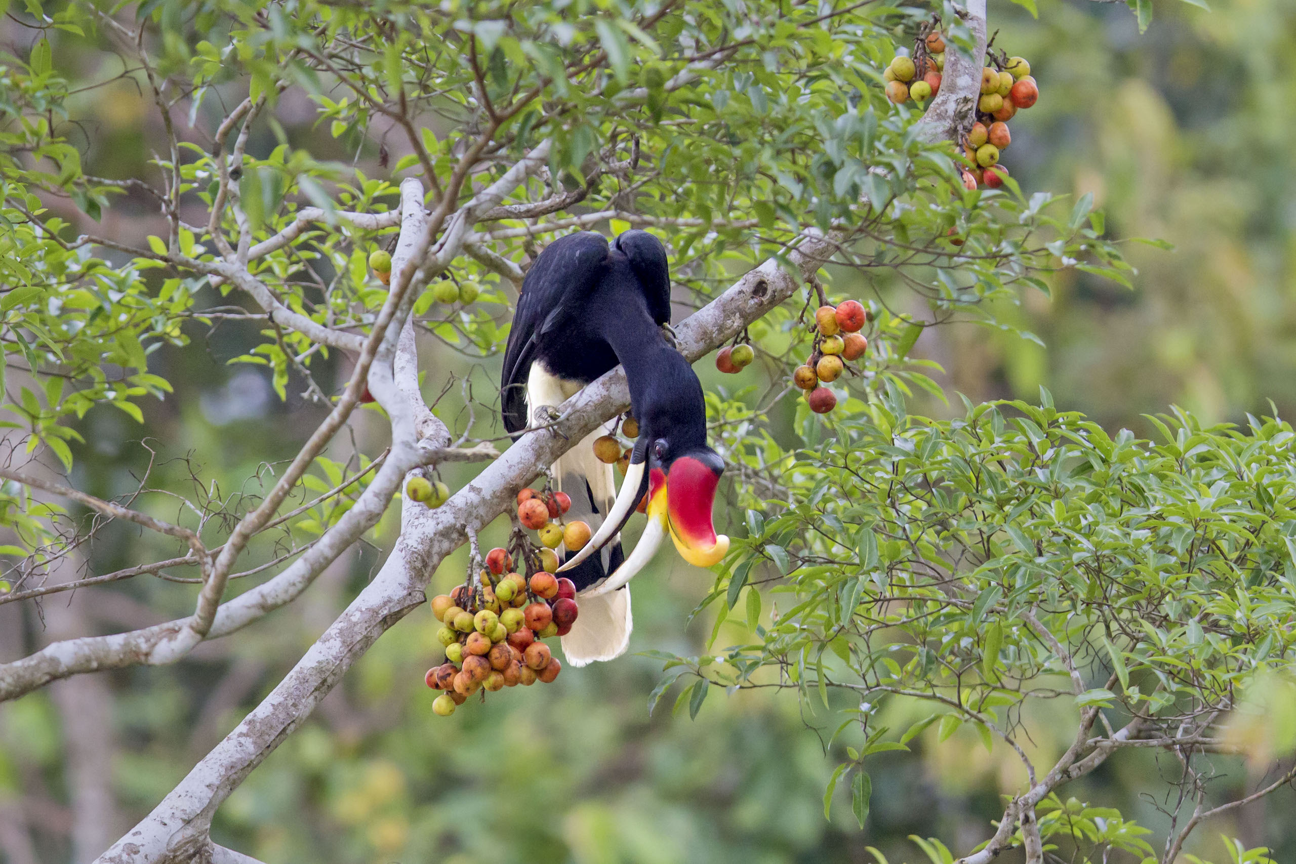 <p>Nosorożec dzioborożec żeruje na figach na malezyjskim Borneo. Sadzenie drzew figowych na wyspie, która została intensywnie wylesiona pod plantacje palm olejowych, mogłoby przywrócić ważną część ekosystemu lasów deszczowych. (Zdjęcie: FLPA / Alamy)</p>